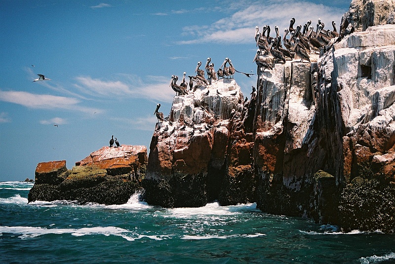 Laura i Astronom_super-181.JPG - Pelikanopodobne. (Zdjęcie: Laura i Astronom)